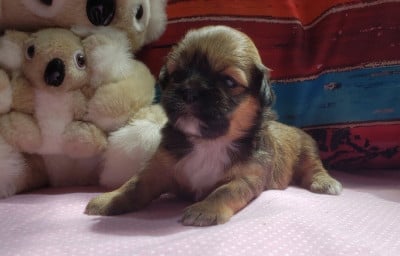 Les chiots de Lhassa Apso