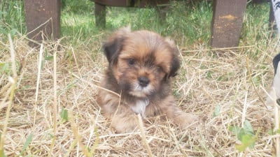 Les chiots de Lhassa Apso