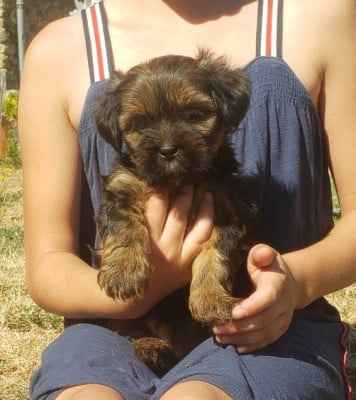 Les chiots de Lhassa Apso