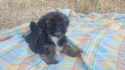 Les chiots de Lhassa Apso