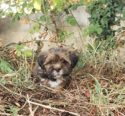 Les chiots de Lhassa Apso