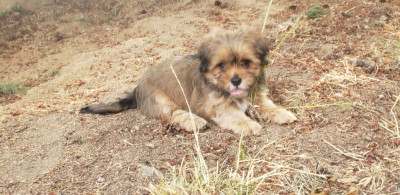 Les chiots de Lhassa Apso