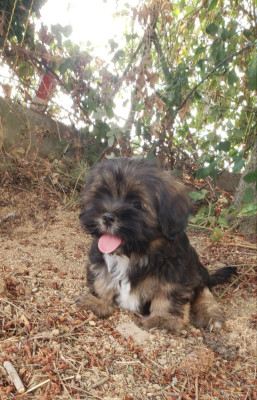 Les chiots de Lhassa Apso