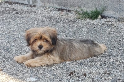 Les chiots de Lhassa Apso