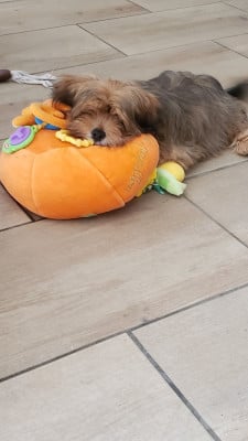 Les chiots de Lhassa Apso