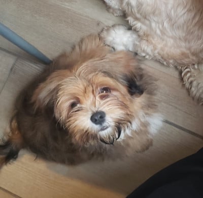 Les chiots de Lhassa Apso