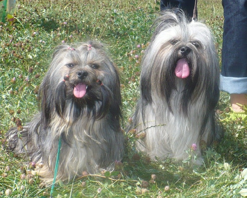 Dipika-debi des fillots de morphée - Tan 9/10