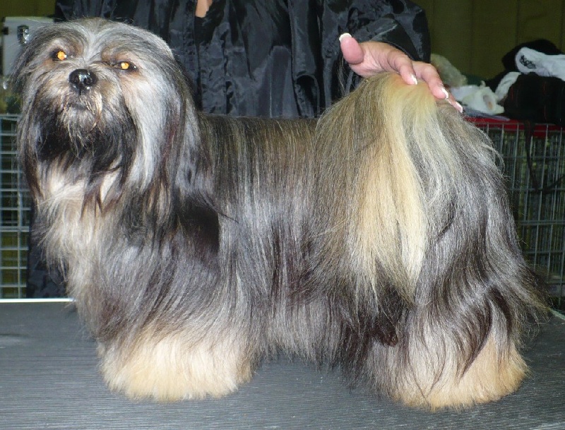 Dipika-debi des fillots de morphée - 3ème TB