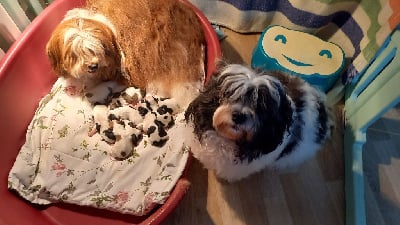 Le havre des petits charmeurs