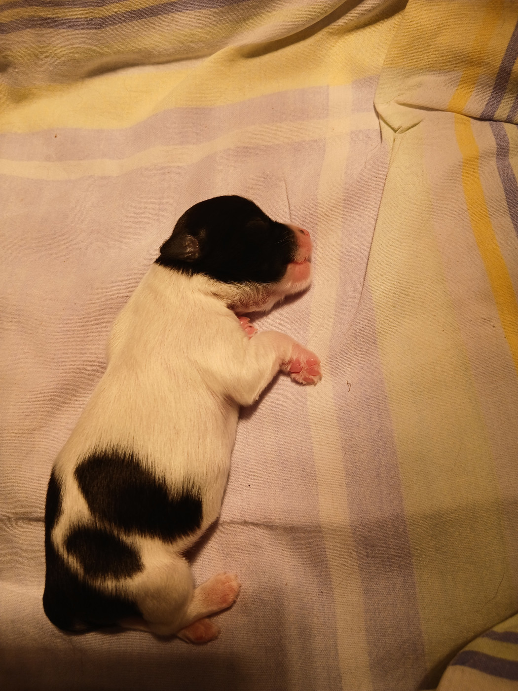 CHIOT 1 - Bichon Havanais