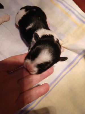 Les chiots de Bichon Havanais