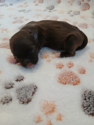 Les chiots de Bichon Havanais