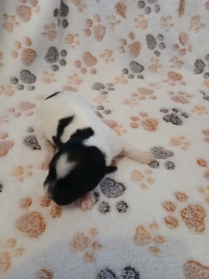 Les chiots de Bichon Havanais