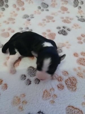 Les chiots de Bichon Havanais