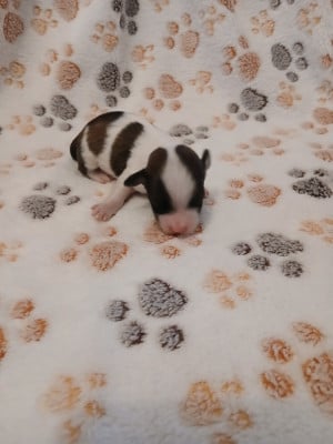 Les chiots de Bichon Havanais