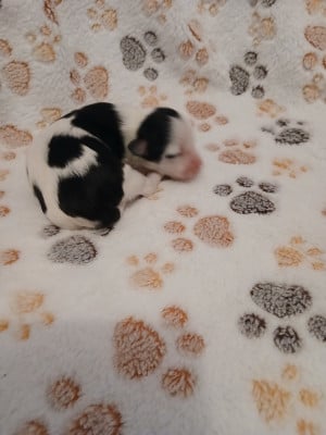 Les chiots de Bichon Havanais