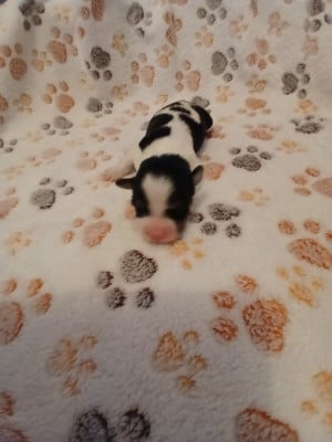 Les chiots de Bichon Havanais