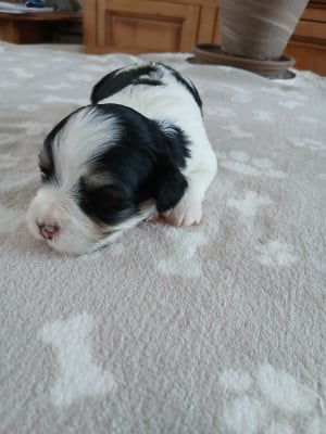 Les chiots de Bichon Havanais