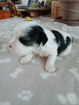 Les chiots de Bichon Havanais