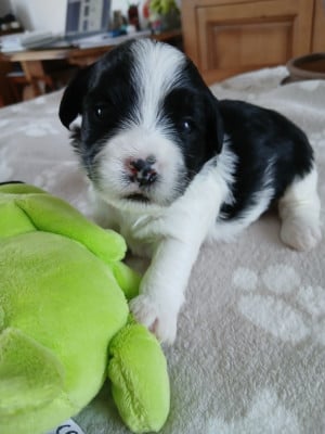 Les chiots de Bichon Havanais