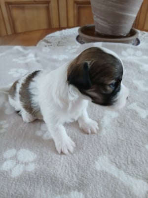 Les chiots de Bichon Havanais