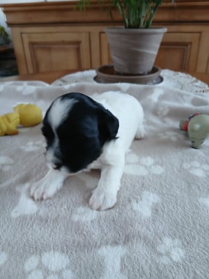 Les chiots de Bichon Havanais