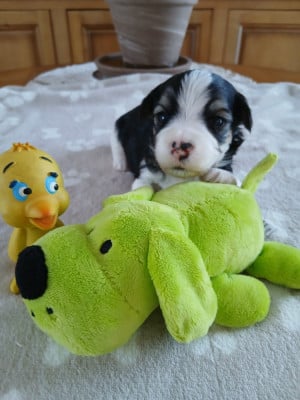 Les chiots de Bichon Havanais