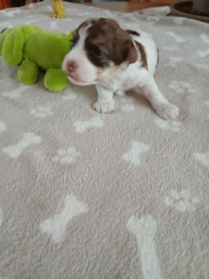 Les chiots de Bichon Havanais