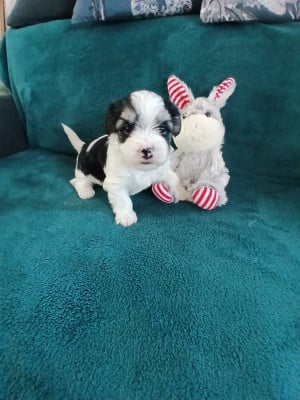 Les chiots de Bichon Havanais