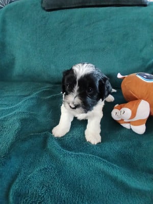 Les chiots de Bichon Havanais