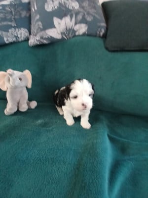 Les chiots de Bichon Havanais