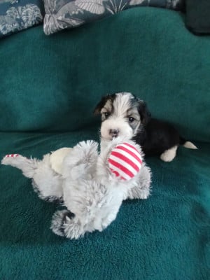 Les chiots de Bichon Havanais