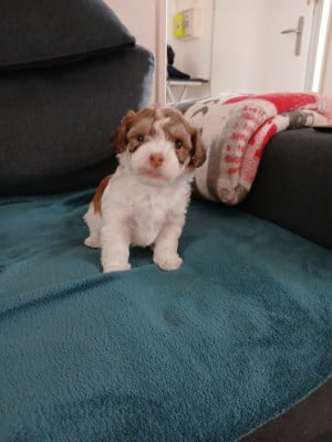 Les chiots de Bichon Havanais