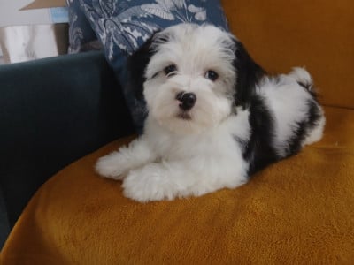 Les chiots de Bichon Havanais