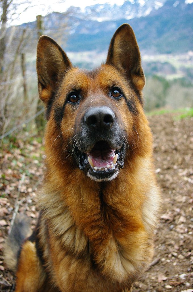 Ildo (ioda) de la citè  d'èmeraude