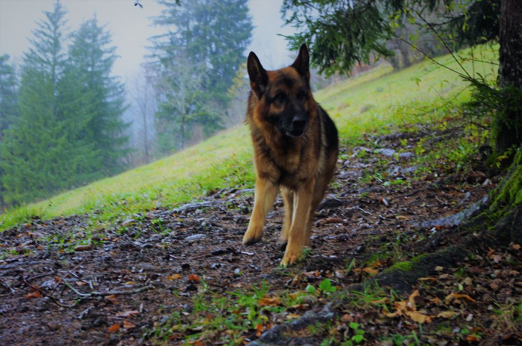 Ildo (ioda) de la citè  d'èmeraude