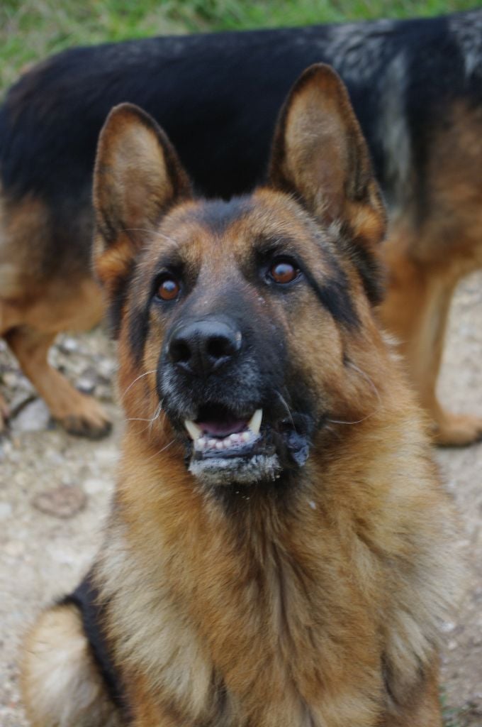 Ildo (ioda) de la citè  d'èmeraude