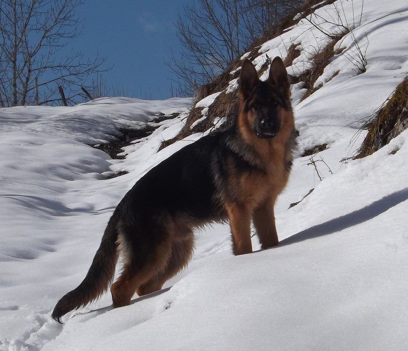 Ildo (ioda) de la citè  d'èmeraude