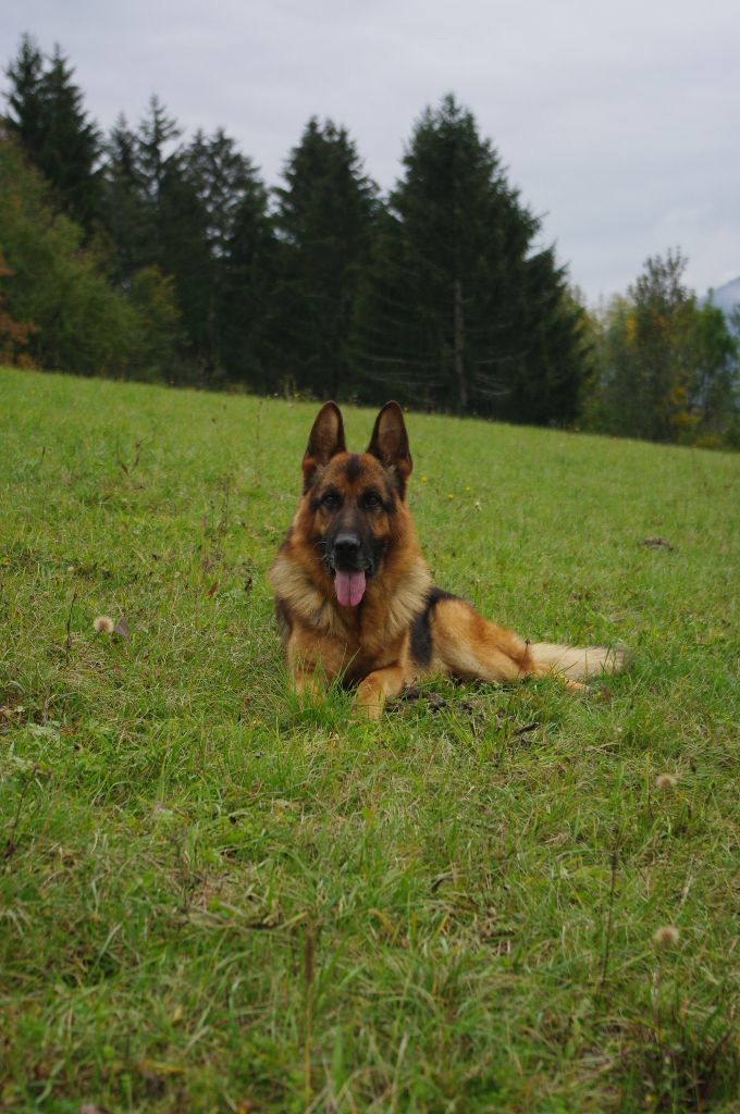 Ildo (ioda) de la citè  d'èmeraude