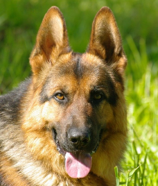 Ildo (ioda) de la citè  d'èmeraude