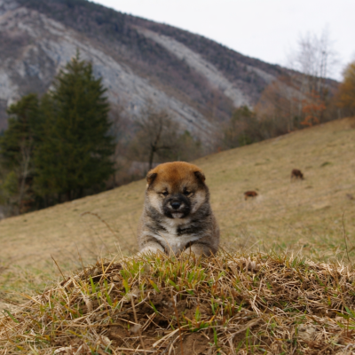 Les chiots de Shiba