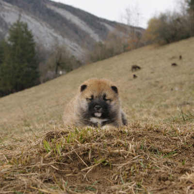 Les chiots de Shiba