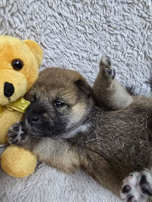 Les chiots de Shiba
