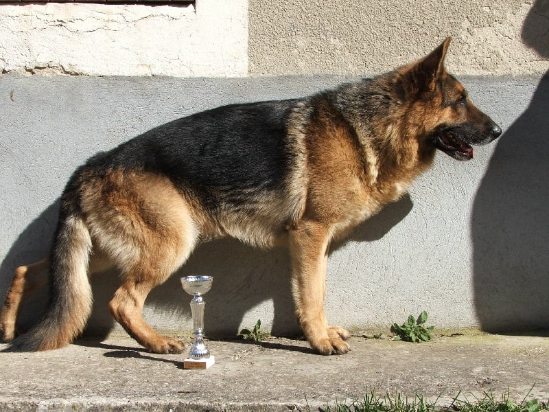 Volfgang Des Nacrés De Vénus - Exellent