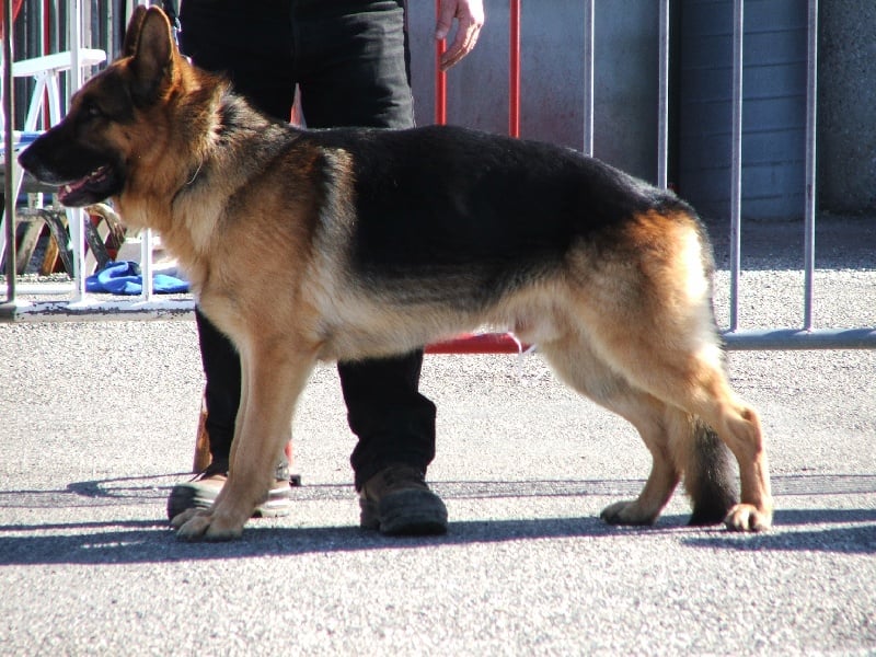 Volfgang Des Nacrés De Vénus - R.C.A.C.S.