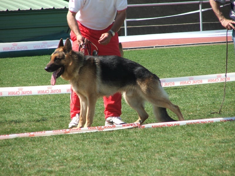 Volfgang Des Nacrés De Vénus - Exellent