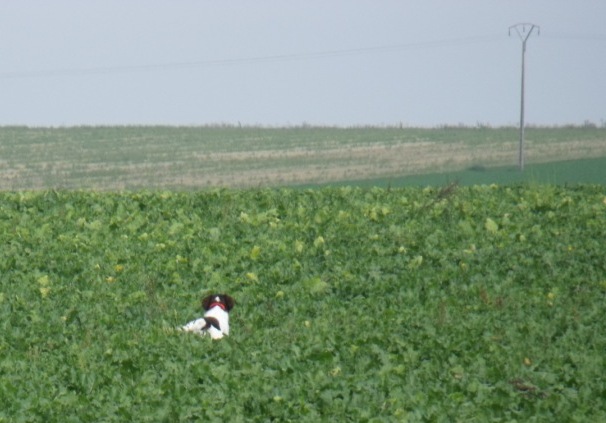 Publication : du terie et tilleul Auteur : HD