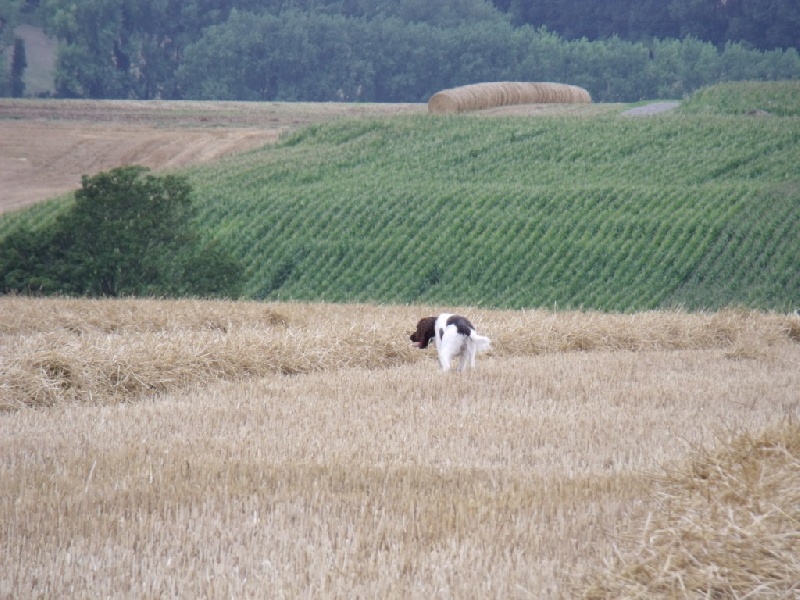 Publication : du terie et tilleul Auteur : HD