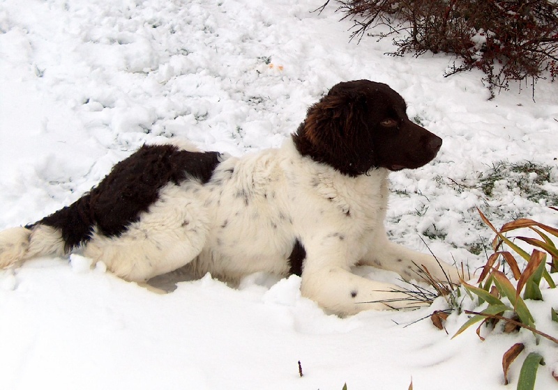 Publication : du terie et tilleul Auteur : HD