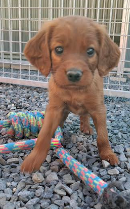 Chiot N°3 - Setter irlandais rouge